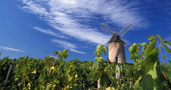 Beaujolais wine tour - Moulin-á-Vent-Daniel-Gillet-Inter-Beaujolais-copyright