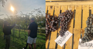 Natalie in Valpolicella wine region, Italy, Verona weekend break
