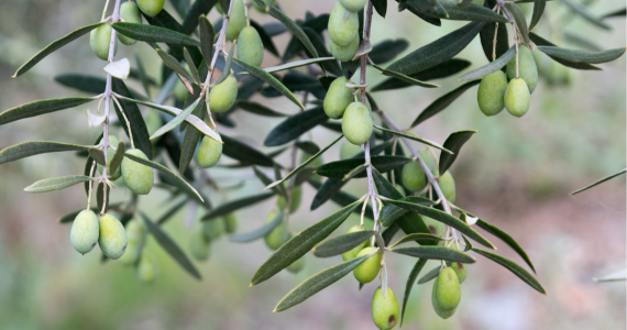 Olives in Priorat