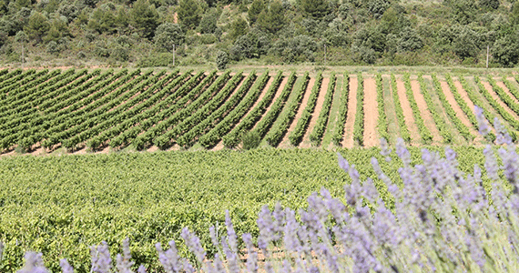 Provence tour| PLAAIX-Baux-de-Provence-vineyards-and-lavender