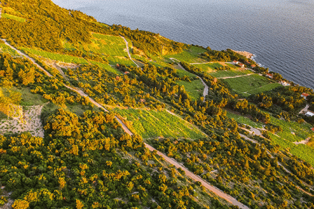 Dubrovnik wine tour - Peljesac-wineyard-autor-ivo-biocina-source-croatian-tourist-board