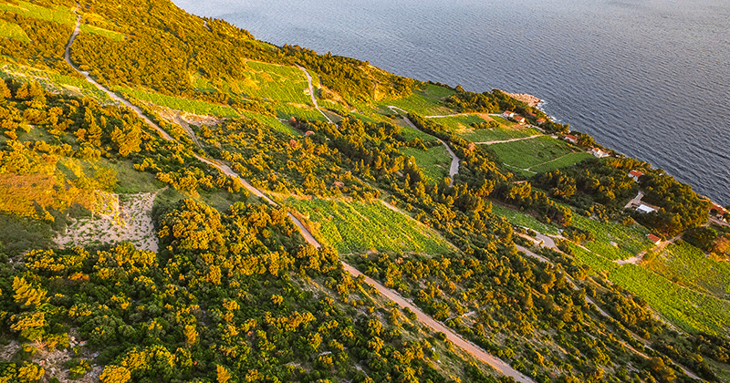 Dubrovnik wine tour - Peljesac-wineyard-autor-ivo-biocina-source-croatian-tourist-board
