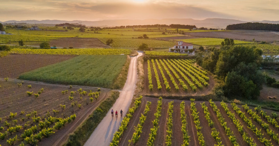 Penedes vineyard landscape, credit Global Images SLU, Barcelona Wine Holidays