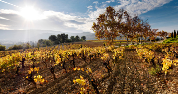 Priorat, Penedes and Barcelona wine tours, Penedes vineyards in the autumn, credits Global Image Projects SLU