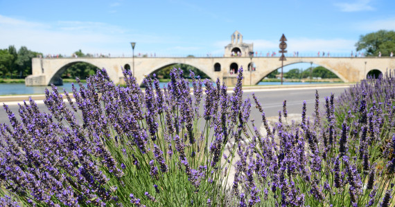 Culinary trips to France, Pont d'Avignon with lavender