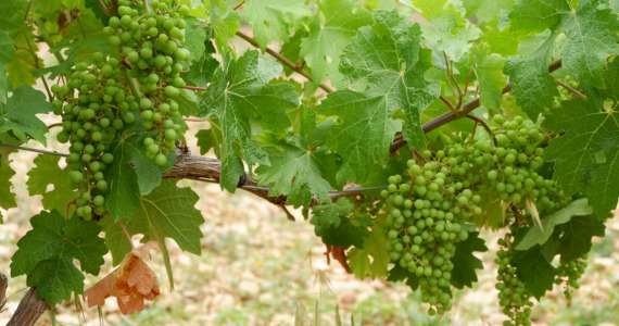 Priorat wine tours from Barcelona, credit Spanish Trails