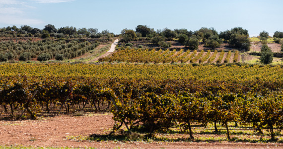 Priorat vineyards Priorat vineyards