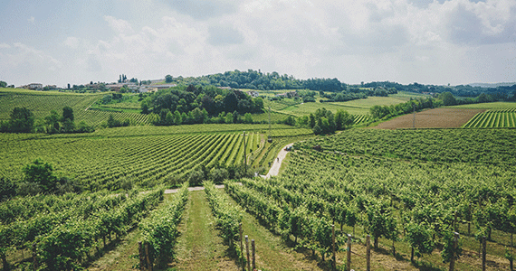 Amarone wine tour - Prosecco-vineyards---Credits-Veronality