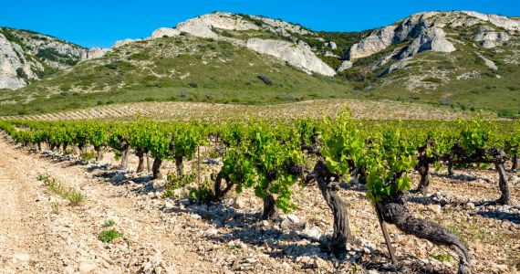 Vineyards in the Alpilles, Provence