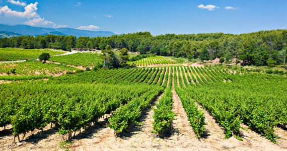 Luxury Marseille Wine Tasting Tour, Provence vineyards