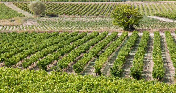 Provence vineyards, credit Marchand C