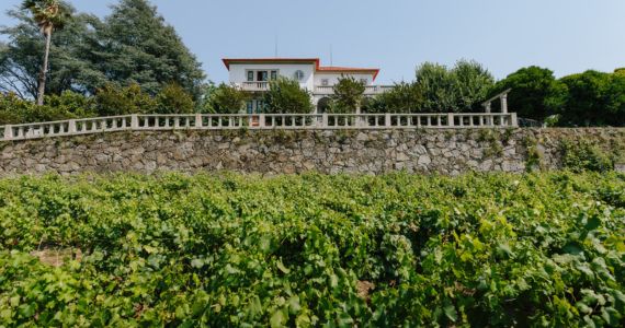 Vinho Verde wines, vineyard at Quinta de Santa Teresa, credit Quinta de Santa Teresa AD Wines