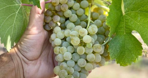Exclusive Vinho Verde wine tasting, grapes, credit Quinta da Raza