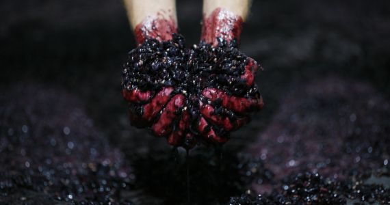 Vinho Verde Portugal Wine Tour, Quinta da Raza, grapes harvest, credit Anabela Trindade