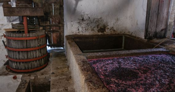 Monverde Wine Experience, Quinta da Raza grape treading, credit Quinta da Raza Lda