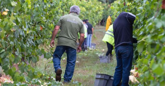 Monverde Wine Experience, Quinta da Raza harvest, credit Quinta da Raza Lda