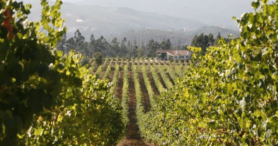 Exclusive Vinho Verde wine tasting, vineyards, credit Quinta da Raza