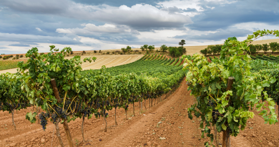 Ribera del Duero Wines