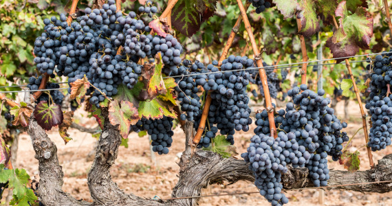 Grenache grapes, Priorat wine tasting tour