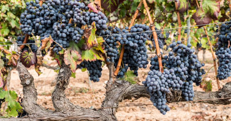 Priorat wine tours from Barcelona, grapes on vine