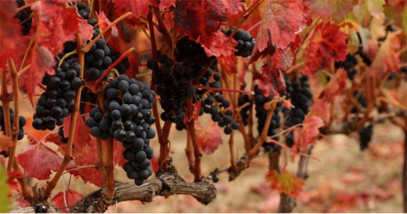 Ribera-Grape
