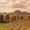 Rioja-Vineyard