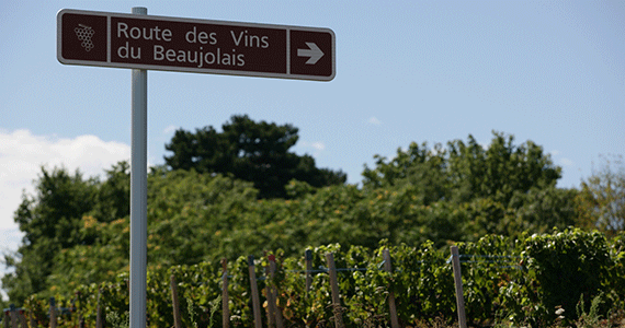 Beaujolais wine tours - Route-des-Vins---Daniel-Gillet-Inter-Beaujolais-copyright