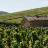 Beaujolais wine tour -Saint-Amour-Gillet-Inter-Beaujolais-copyright
