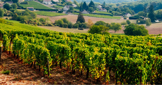 Sancerre vineyards, Les Hauts de Sancerre, Loire Valley