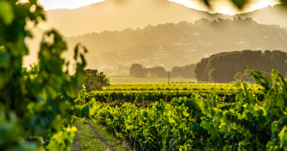 Vineyard Sant Marti Sarroca Penedes, Barcelona wine tasting tour, credit Jaume Boldu