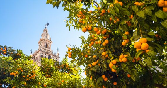 Andalusia sherry tours, Seville city