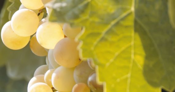Sherry wines, grapes on the vine, credit Jerez-Xeres-Sherry Regulatory Council