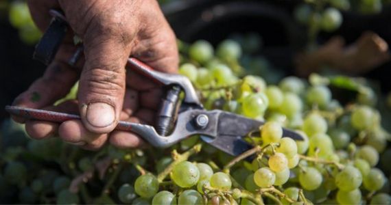 Sherry wines, grapes on the vine, credit Jerez-Xeres-Sherry Regulatory Council