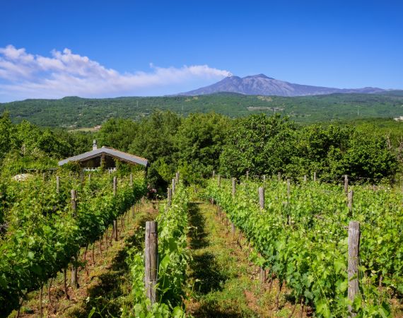Sicilian Vineyards with Etna Volcano Eruption at Background