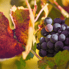 Etna DOC Wine Region
