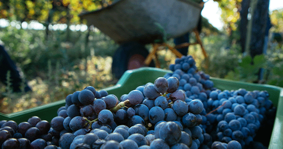 Etna grape harvest