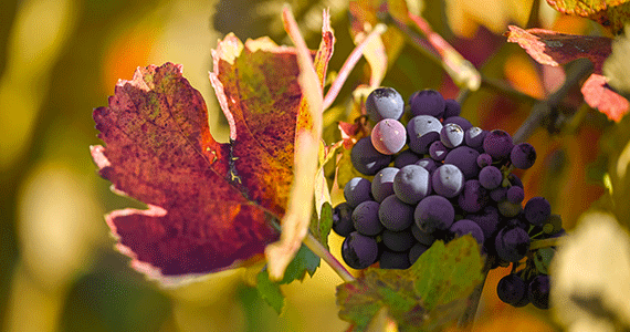 Grapes on vine