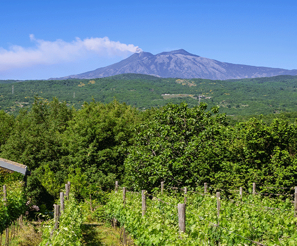 Wine tour in Sicily