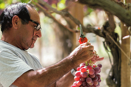 Sicilian wine