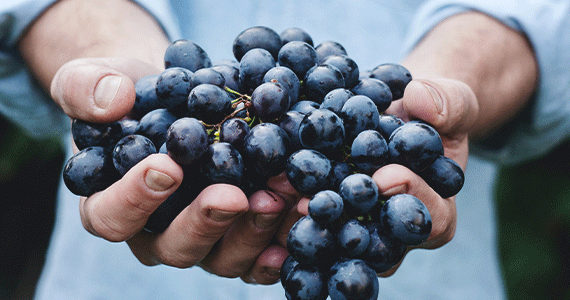Handful of Grapes