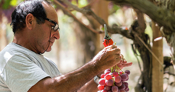 Sicily winemaker