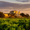 Sicily Wine Tours