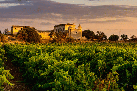 Sicily Wine Tours