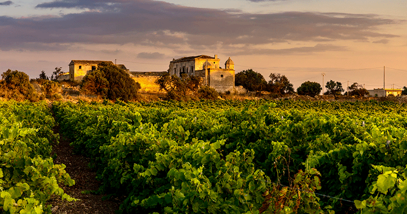 Sicily Wine Tours