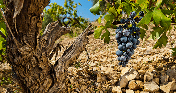 Split-Wine-Tour---winery-Plenkovic_Hvar-(3)