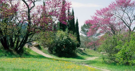 Spring in the Alpilles, credit Office Tourisme Saint Remy de Provence