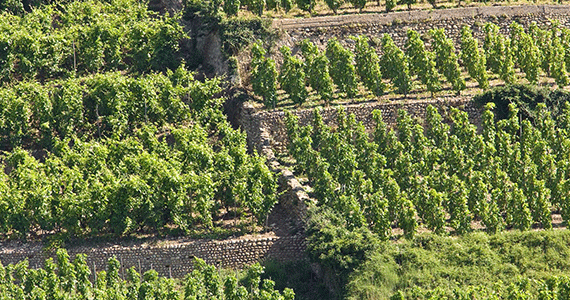 Tain-l'Hermitage-Rhone Valley wine tour