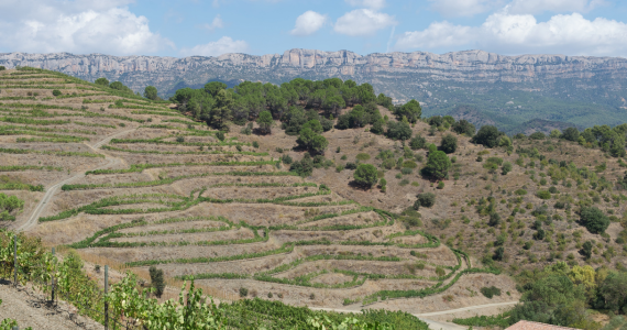 Terraced vineyard in Priorat Terraced vineyard in Priorat