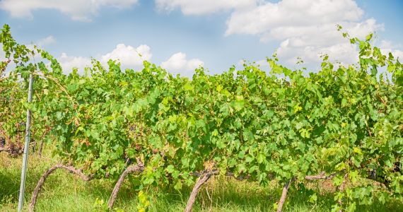 Torre a Cona - vineyard