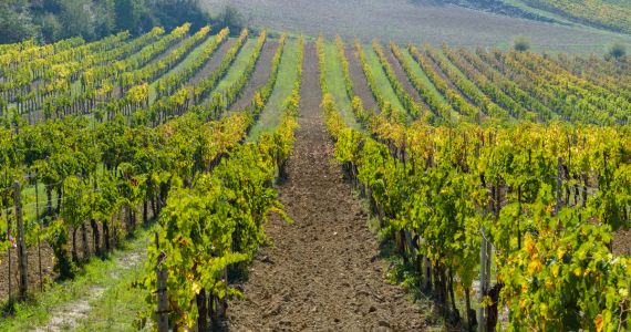 Torre a Cona - vineyards